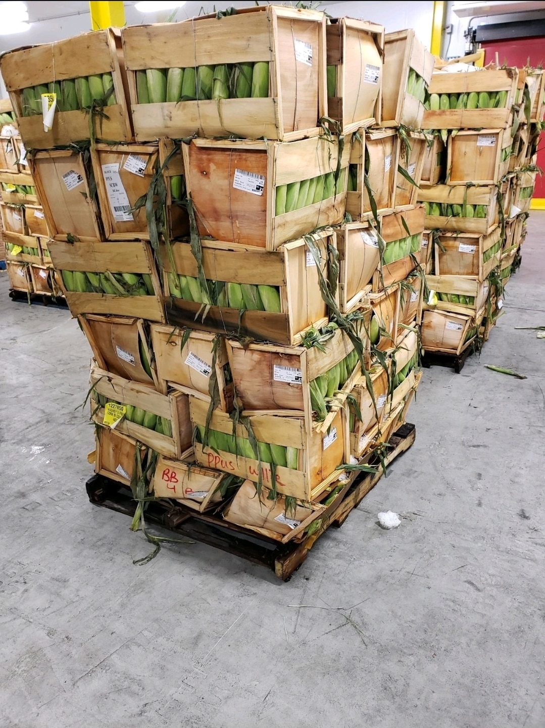 Cardboard boxes of corn