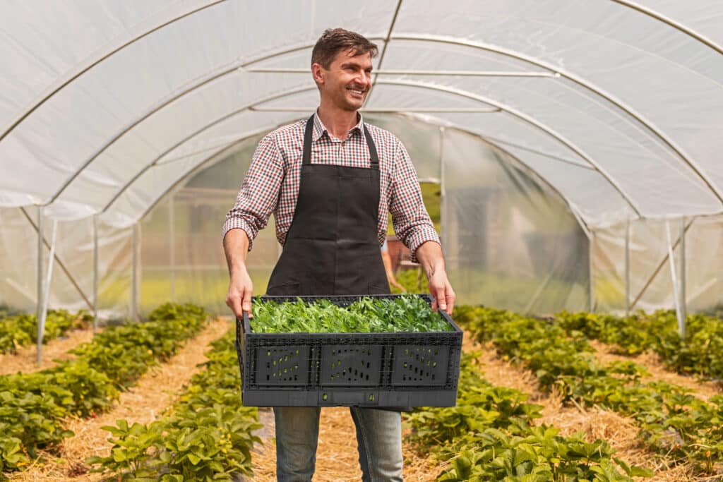 A Tosca produce crate being carried by a farm worker inside of a produce greenhouse
